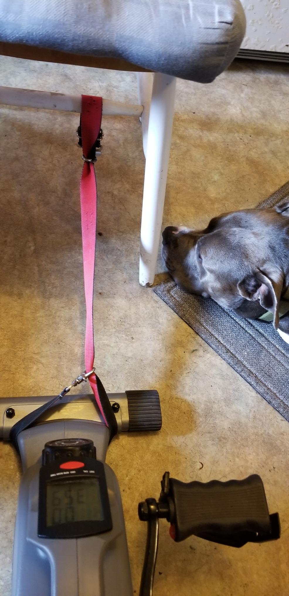 Sunny Health & Fitness Under-Desk Bike Exerciser, Low-Impact Cardio Cycling Equipment for Home/Office, Mini Paddler for Arm/Leg Mobility Training, Free SunnyFit App w/Optional Connection customer photo 2