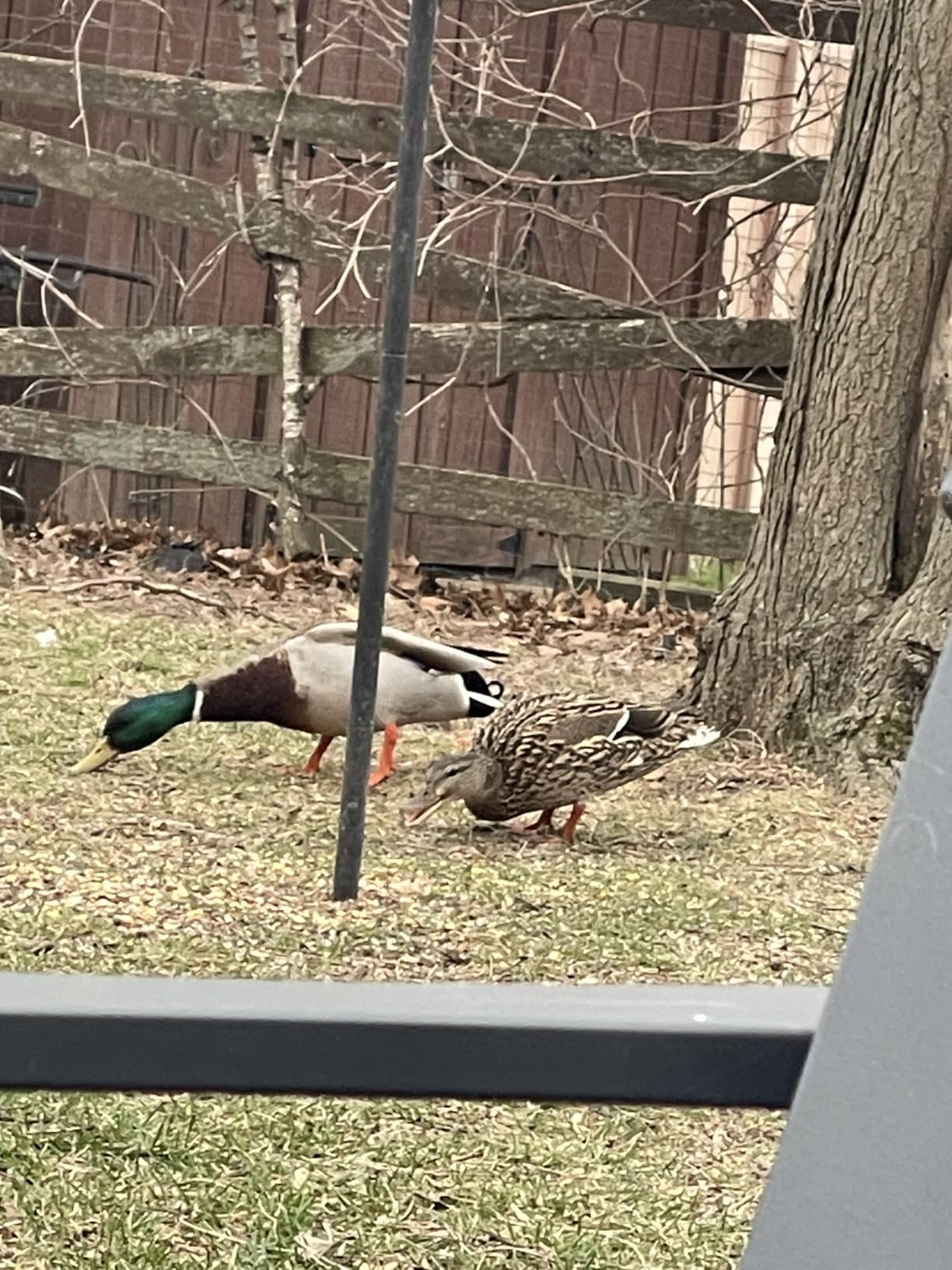 JBL Go 3 - Portable Mini Bluetooth Speaker, big audio and punchy bass, IP67 waterproof and dustproof, 5 hours of playtime, speaker for home, outdoor and travel (Black) customer photo 1