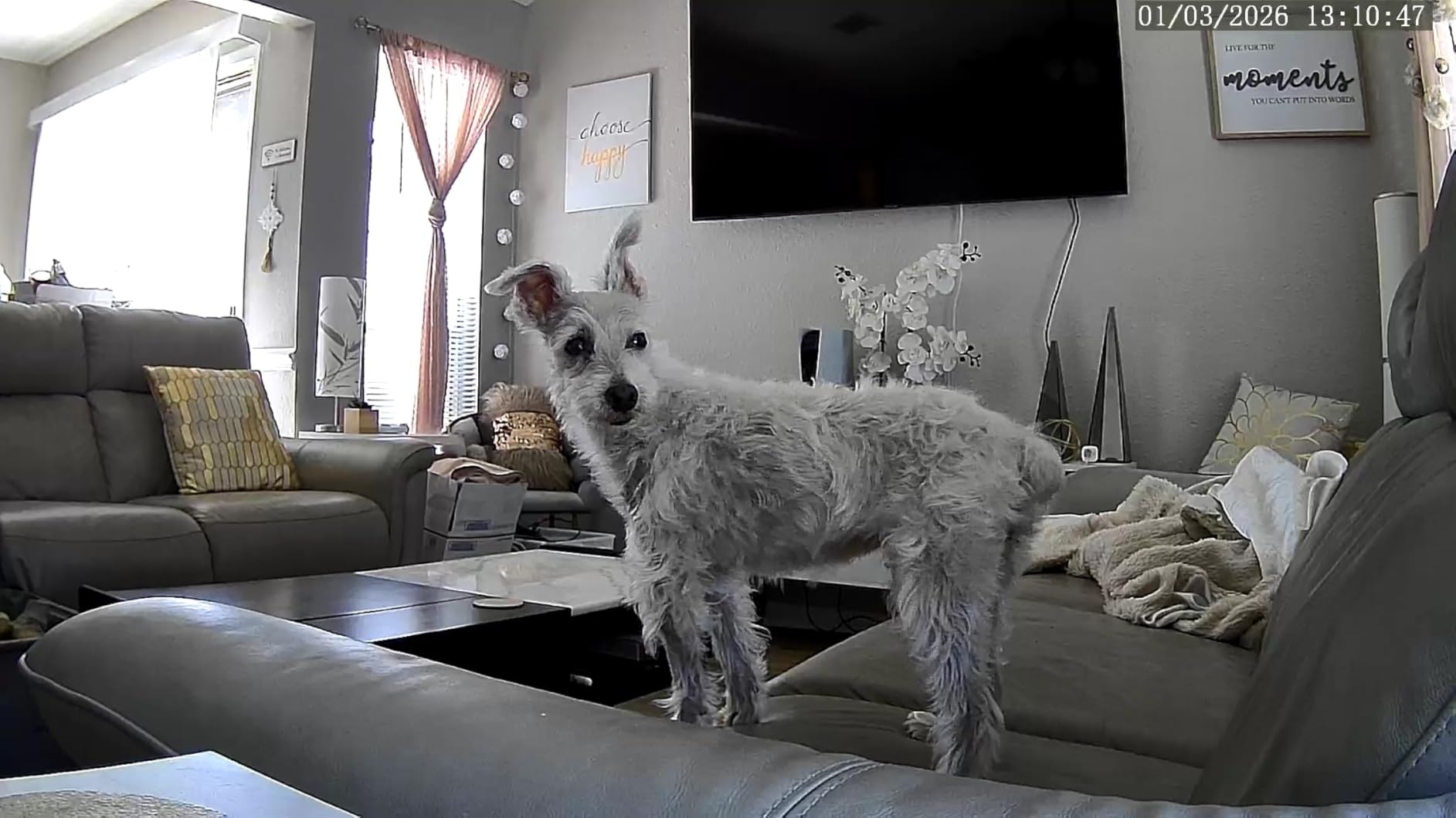 Cinnado 2K Home Security Cameras-2.4Ghz WiFi Indoor Camera with 360° Motion Detection for Pets/Nanny/Baby/Dog, 2 Way Audio, 24/7 SD Card Storage, Cloud Storage, Works with Alexa & Google Home, D1 4P customer photo 1