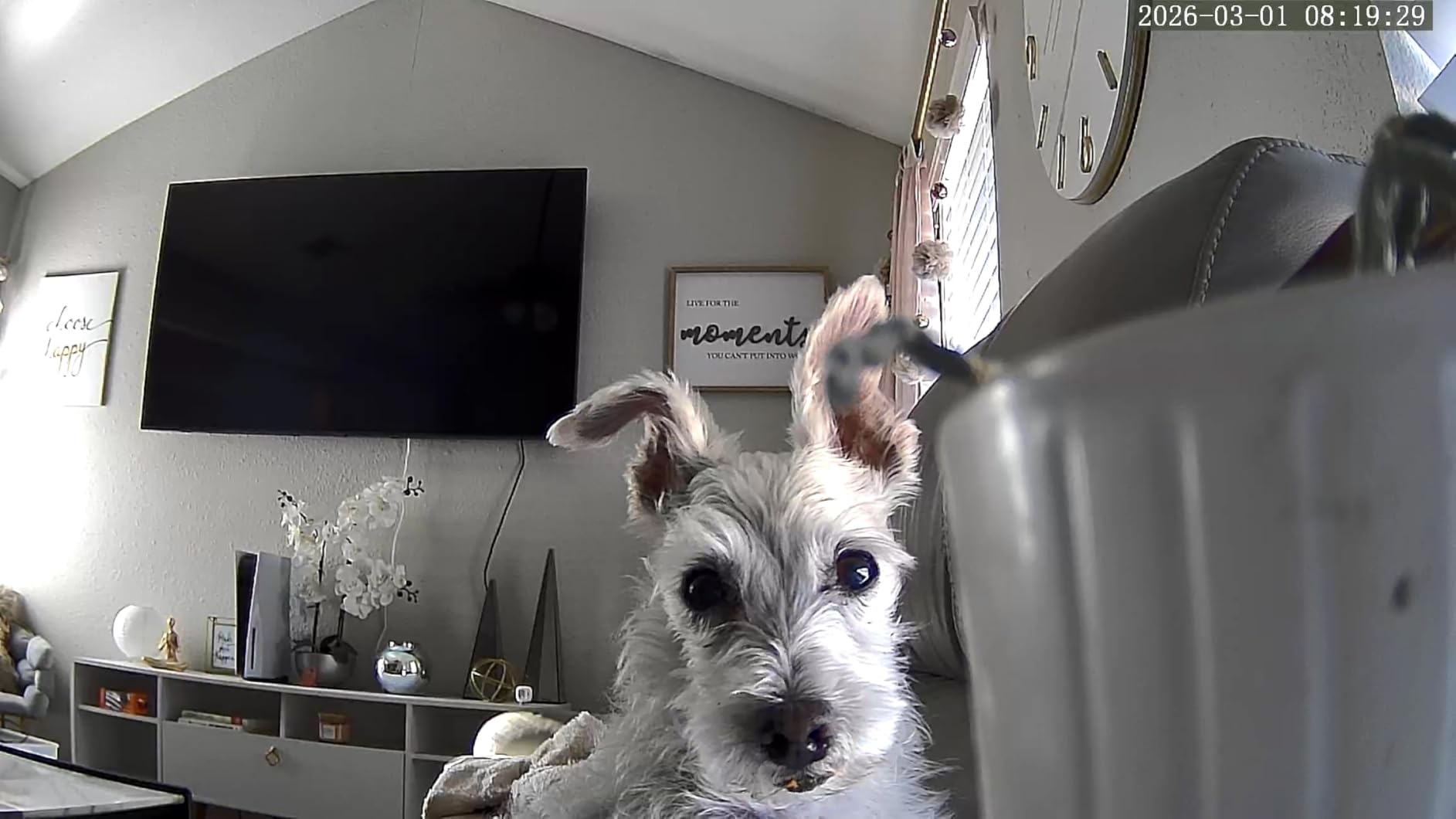 Cinnado 2K Home Security Cameras-2.4Ghz WiFi Indoor Camera with 360° Motion Detection for Pets/Nanny/Baby/Dog, 2 Way Audio, 24/7 SD Card Storage, Cloud Storage, Works with Alexa & Google Home, D1 4P customer photo 2