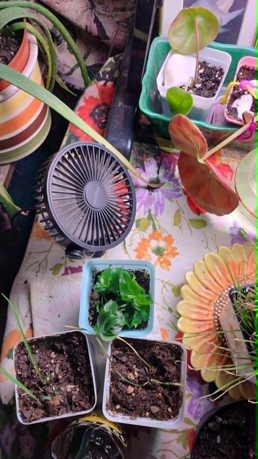 TriPole Desk Fan USB Powered Small Portable Fan, 3 Speeds Adjustable Strong Breeze Mini Personal Fans, 360° Rotation Quiet Plug In USB Fans for Desktop Bedroom Office Table Travel, Black, 4.9ft Cable customer photo 2