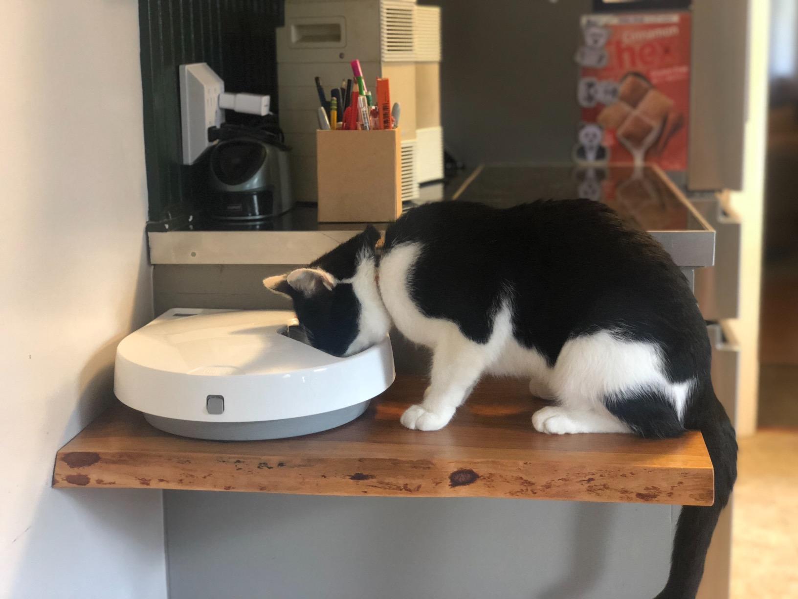 Cat Mate C500 Automatic 5 Bowl Digital Timer-Controlled Pet Feeder - for Cats and Small Dogs, Wet or Dry Food, Includes Twin Ice Packs, 5 Meals Up to 0.73 lb Each customer photo 1