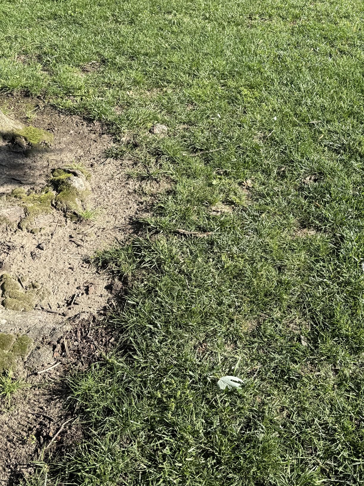 eufy Robot Lawn Mower E15, Auto Mapping,Pure Vision Navigation, Wire Free RTK Free, Multi-Zone Management, AI 3D Obstacle Avoidance, GPS Anti-Theft, 0.2 Acres, 18 Degree Slope, App Control customer photo 1