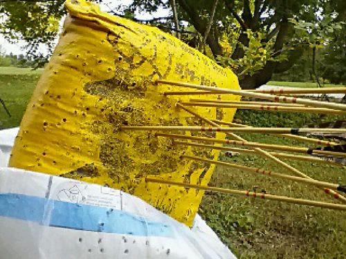 Bear Archery unisex-adult Bear Arrow Rest/Silent Plate Multi, One Size, (AS3572000) customer photo 2