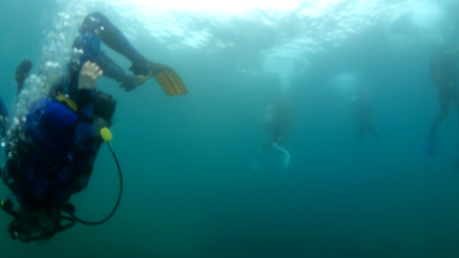 Cressi Lightweight Well-Balanced Open Heel Scuba Diving Fins - Pro Light: Made in Italy customer photo 1