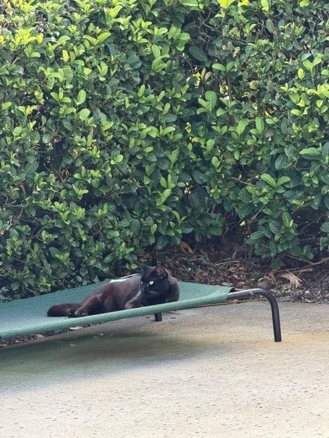 Coolaroo The Original Cooling Elevated Pet Bed, Medium, Brunswick Green customer photo 2