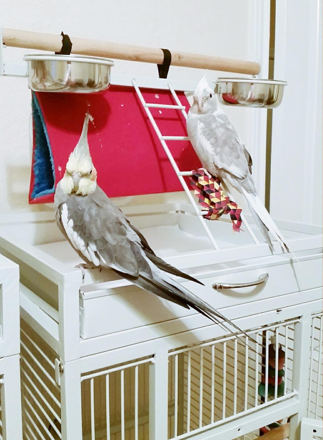 Prevue Pet Products Wrought Iron Select Bird Cage - Steel Cage with Rolling Stand and Seed Guards, Tall Vertical Design, Ideal for Cockatiels and Medium Birds - Chalk White customer photo 2