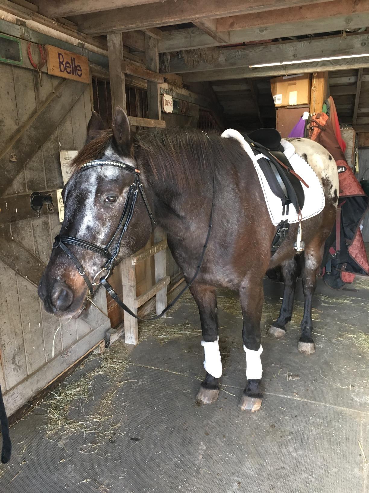 Henri de Rivel Pro Padded Dressage Bridle with Web Reins customer photo 1