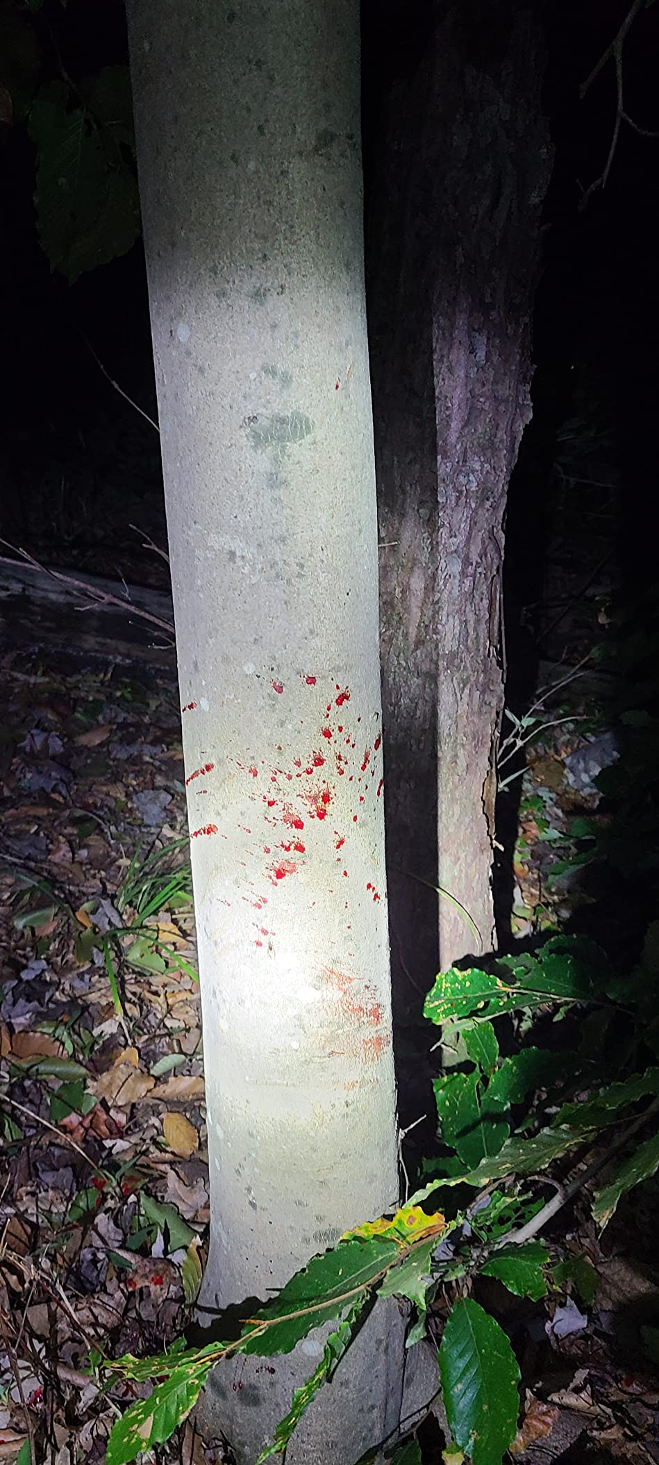 QADFixed Blade Broadheads customer photo 2