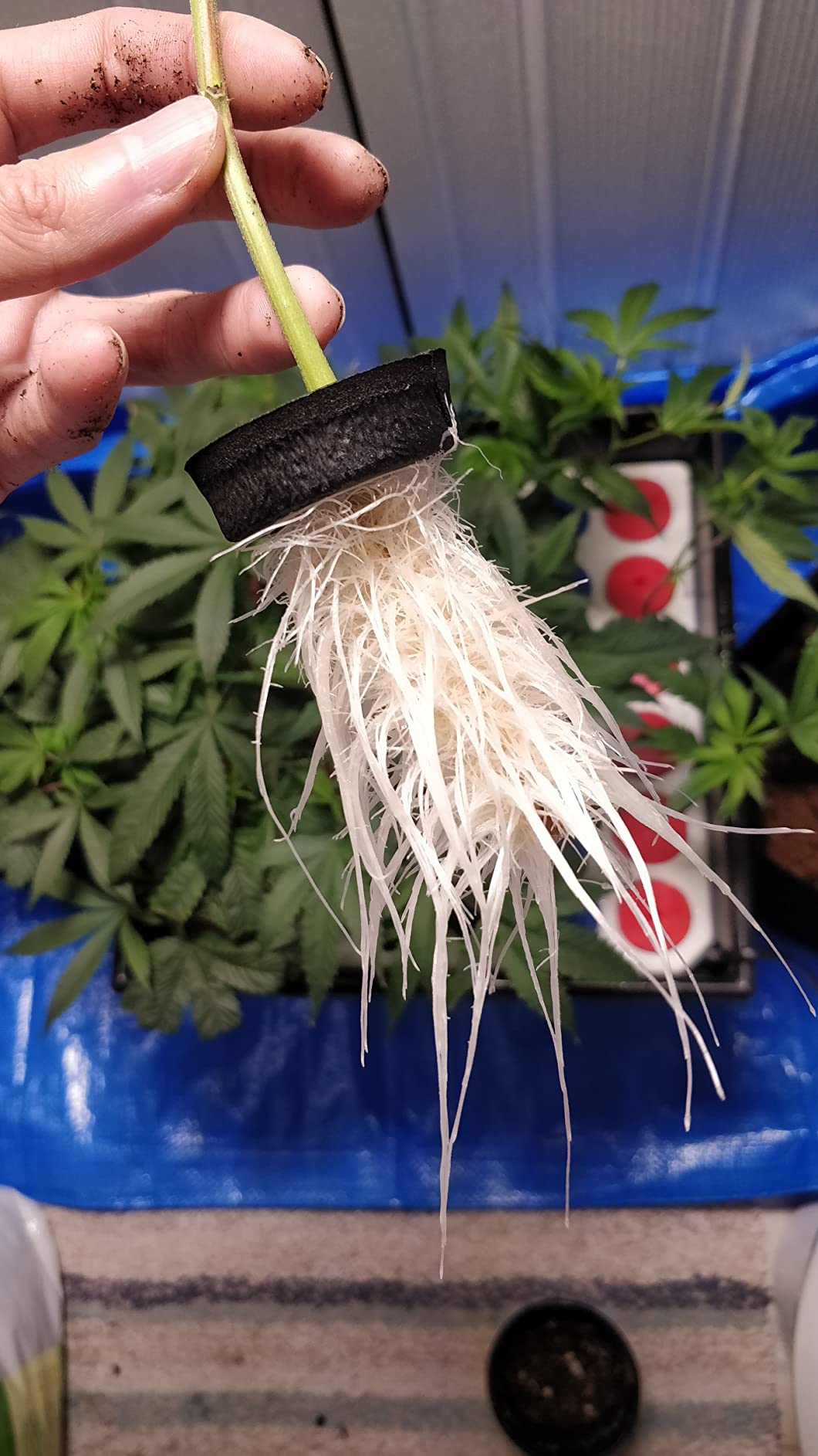 36 Site Aeroponic Cloning Machine. Expect 100% Success Rates! customer photo 1