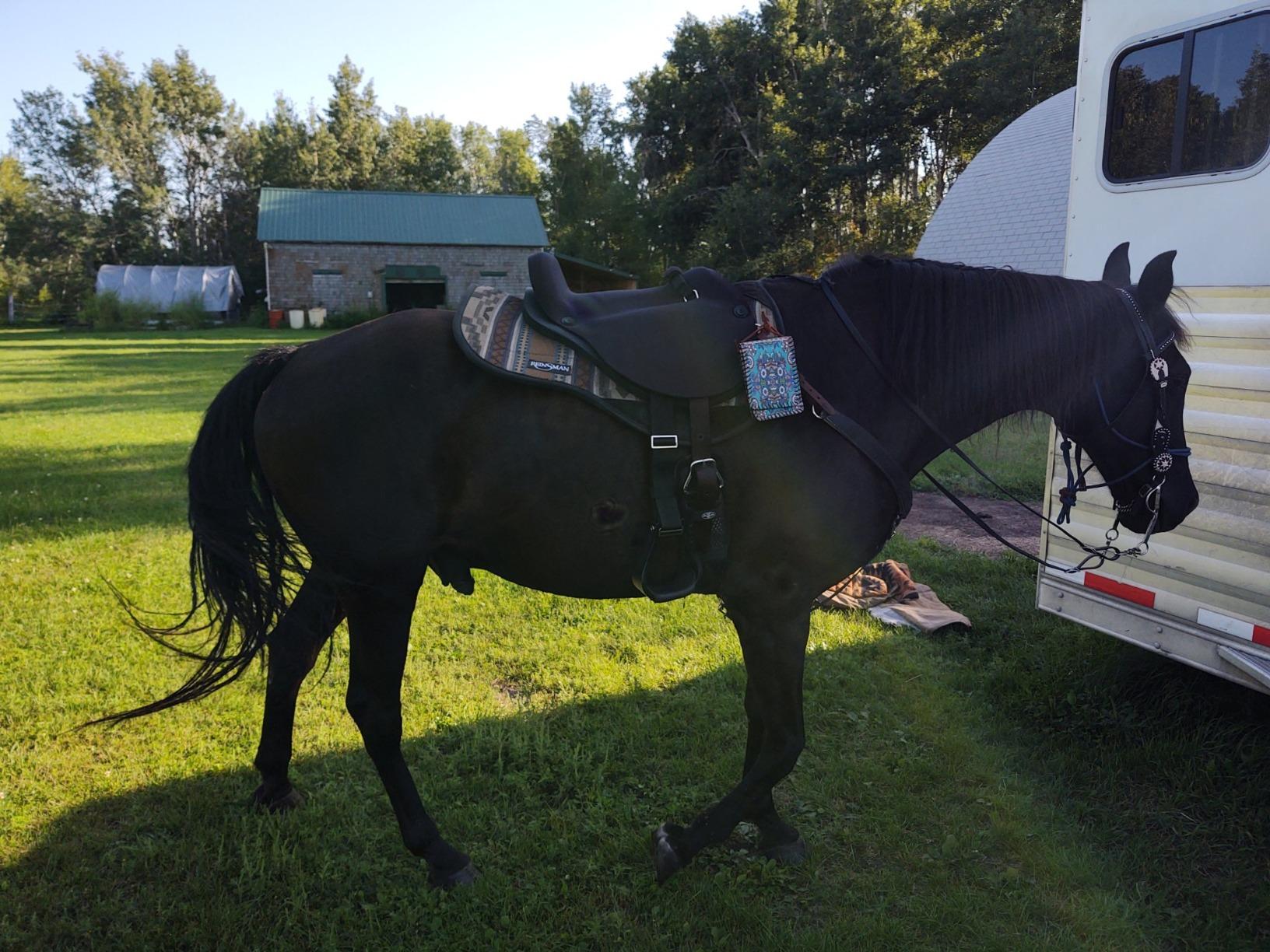 Mustang Soft Ride Saddle 14In/15In customer photo 1