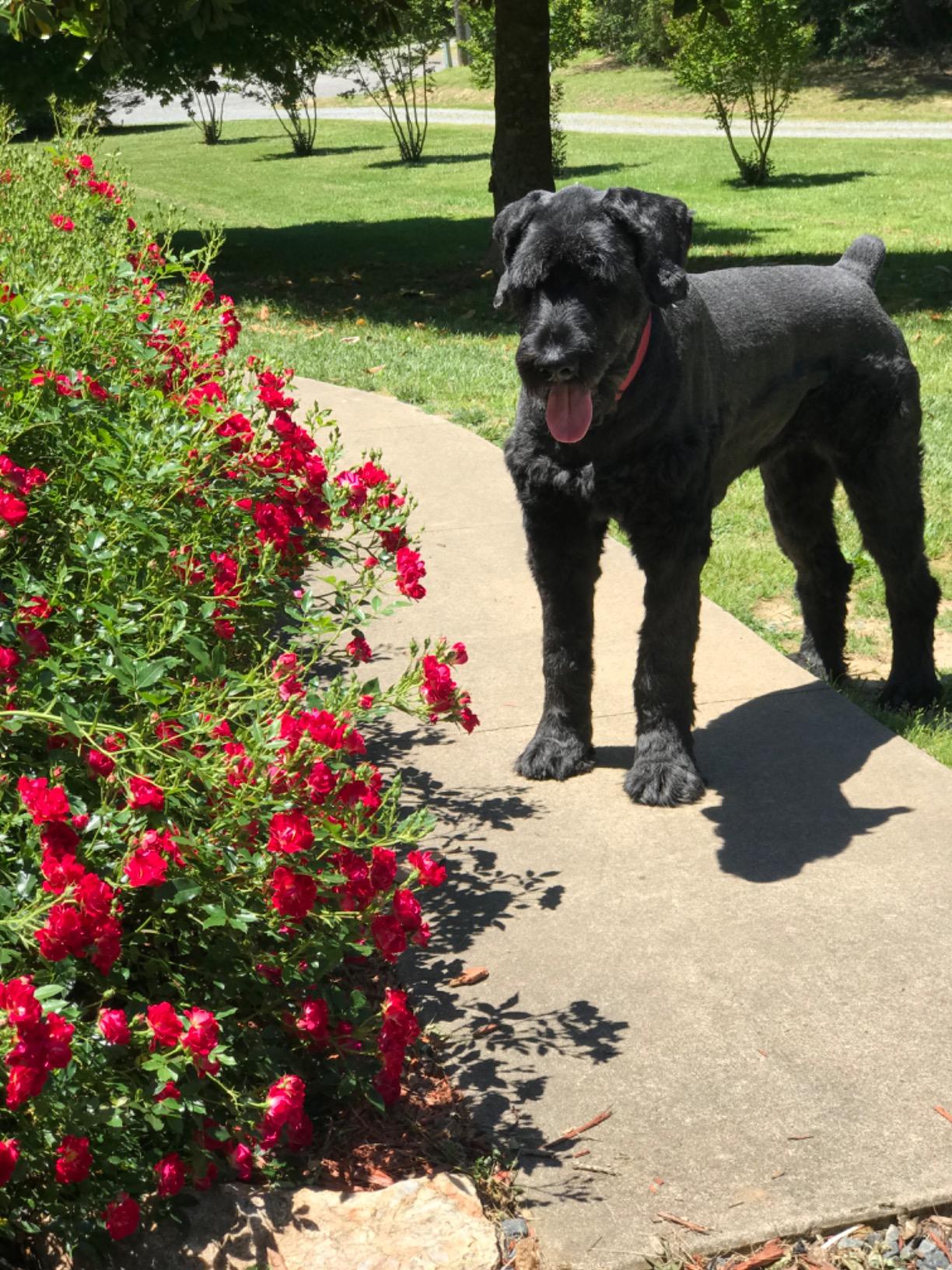 PetSafe Basic In-Ground Dog and Cat Fence - Underground Electric Pet Fence customer photo 1