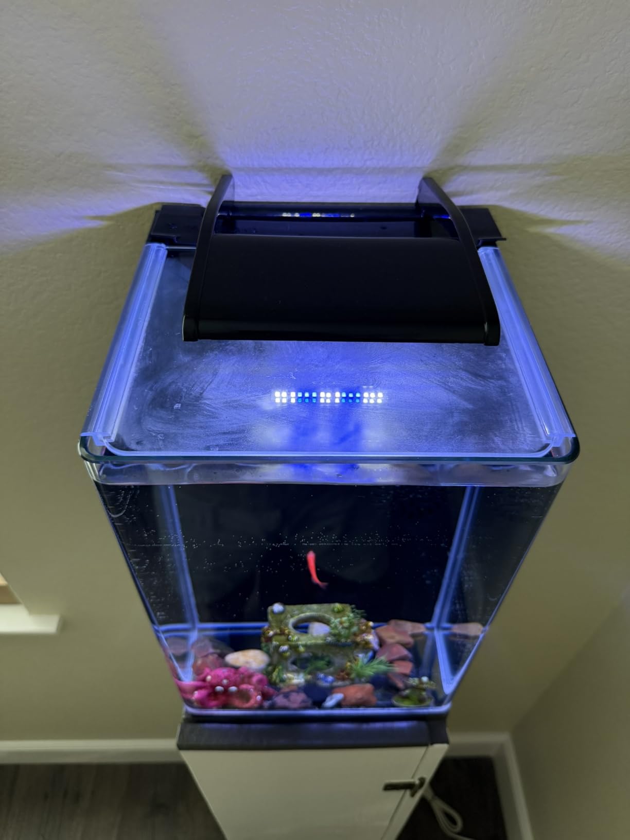 Marineland Portrait Glass LED Aquarium Kit, 5 Gallons, Hidden Filtration, Black customer photo 1