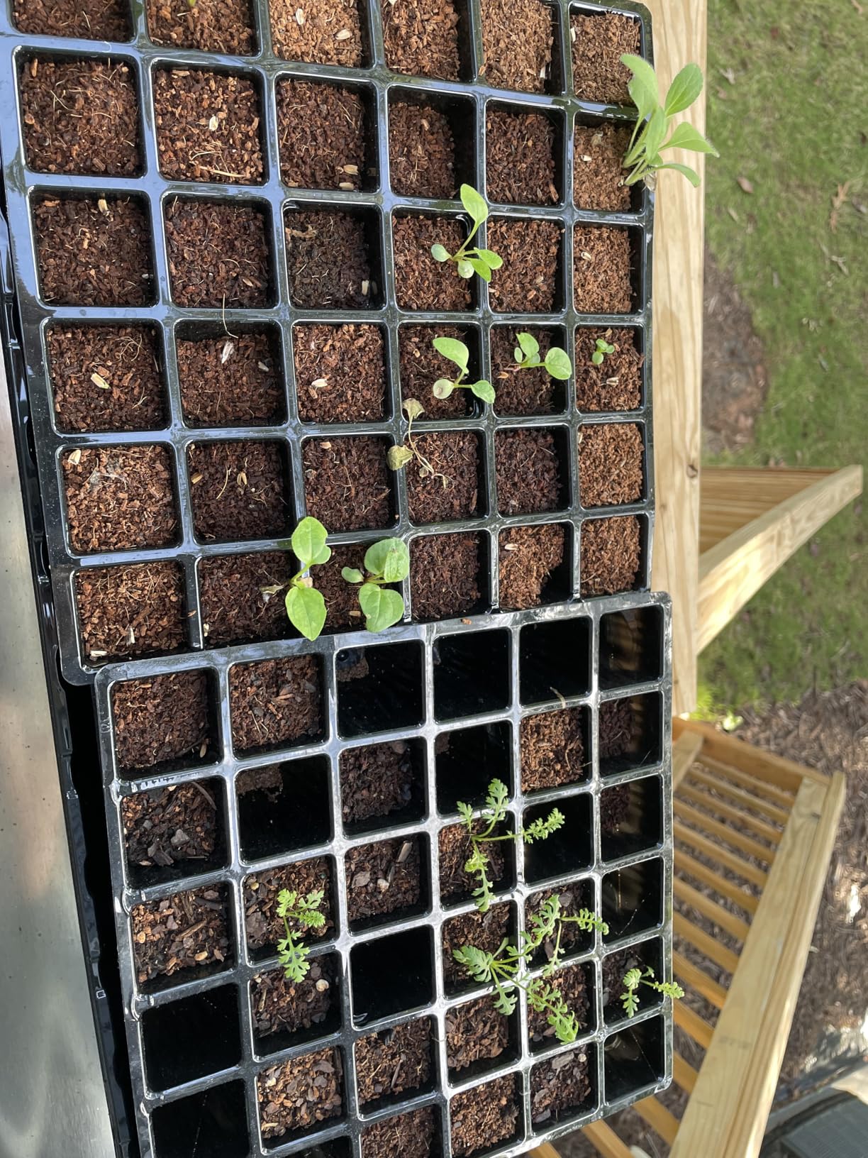 Burpee Self-Watering Seed Starter Tray, 72 Cells customer photo 1