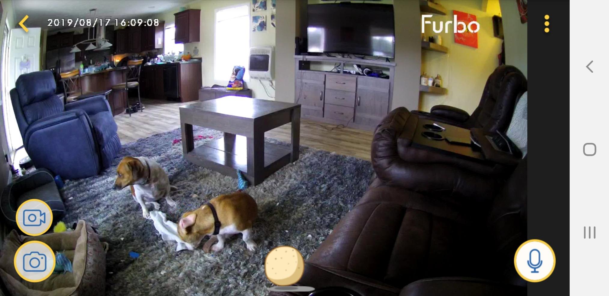 Furbo Dog Camera: Treat Tossing, Full HD Wifi Pet Camera and 2-Way Audio, Designed for Dogs, Compatible with Alexa (As Seen On Ellen) customer photo 2