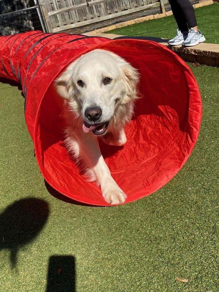 Houseables Dog Tunnel, Dog Agility Tunnel, Agility Equipment, 18 Feet, Puppy Obstacle Course, Pet Playground, Crawling, Small, Medium, Large, Indoor/Outdoor, Play, Pop Up Set, Exercise Tube, Toy, Blue customer photo 2