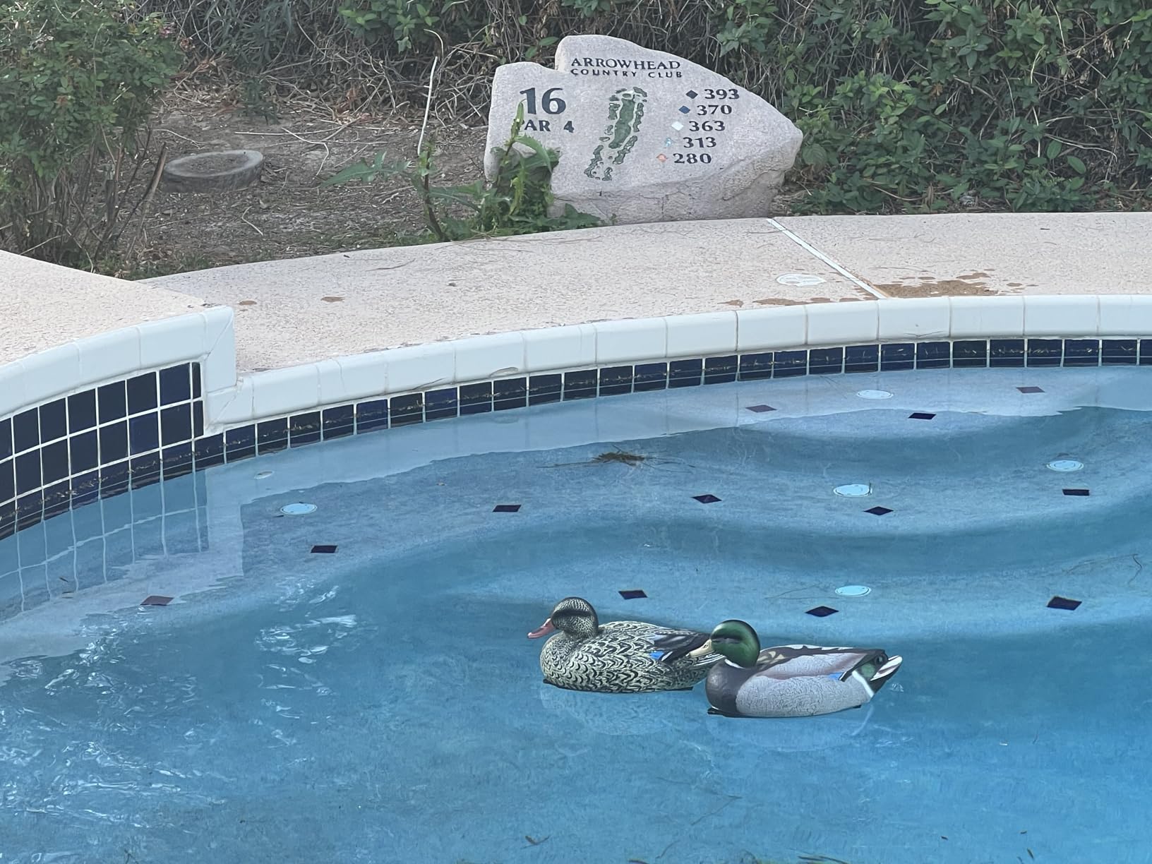 RioRand Realistic Plastic Duck Hunting Decoy Garden Decor customer photo 1