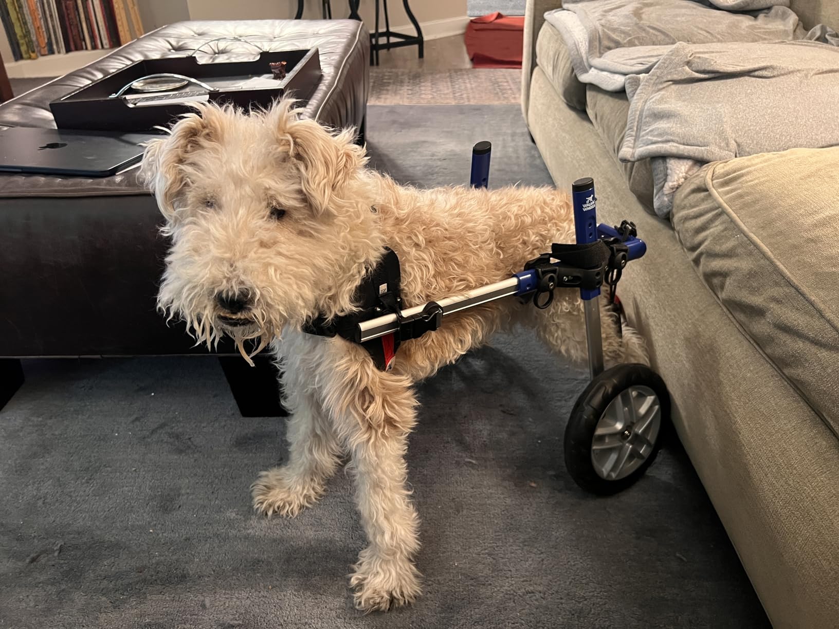 Walkin' Wheels Small Dog Wheelchair, Lightweight Dog Wheelchair for Back Legs, 15-25 lbs, for 6-8 inches Leg Height - Blue customer photo 1