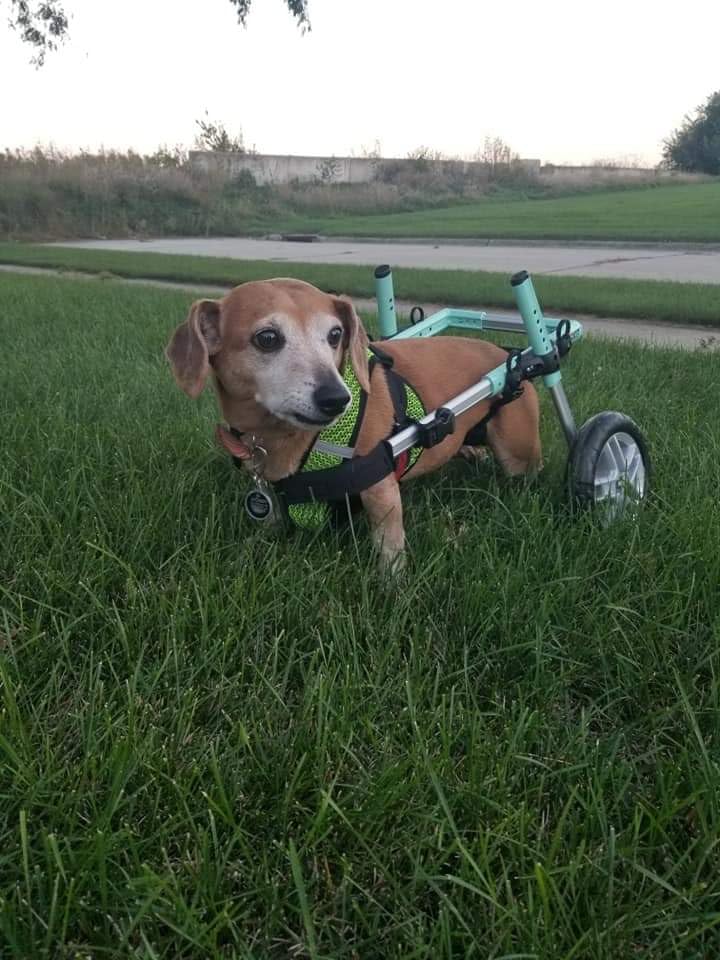 Walkin' Wheels Small Dog Wheelchair, Lightweight Dog Wheelchair for Back Legs, 15-25 lbs, for 6-8 inches Leg Height - Blue customer photo 2