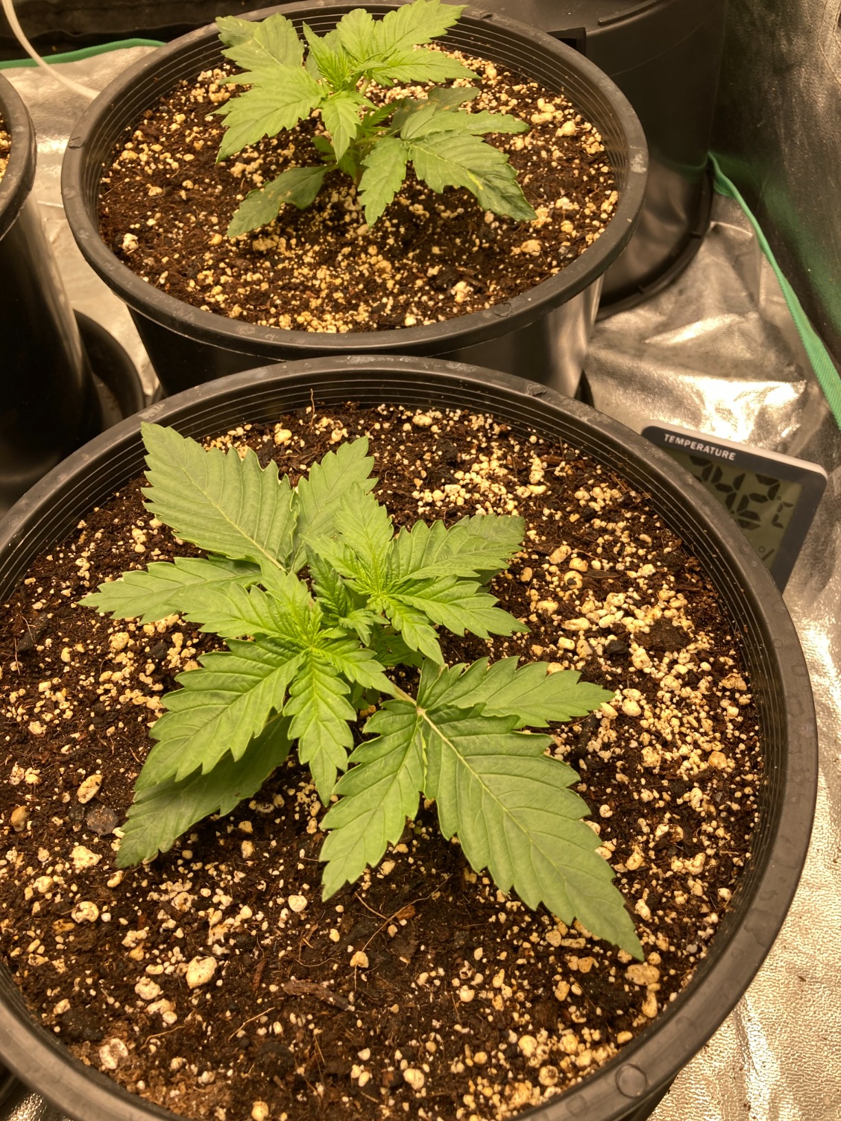MARS HYDRO TS1000 150W LED Grow Light for Indoor Plants, with Patented Reflector, 5 Levels Dimmable Lights Daisy Chain Full Spectrum Growing Lamps for Seedlings Veg Bloom in 2x2/3x3 Grow Tent customer photo 2