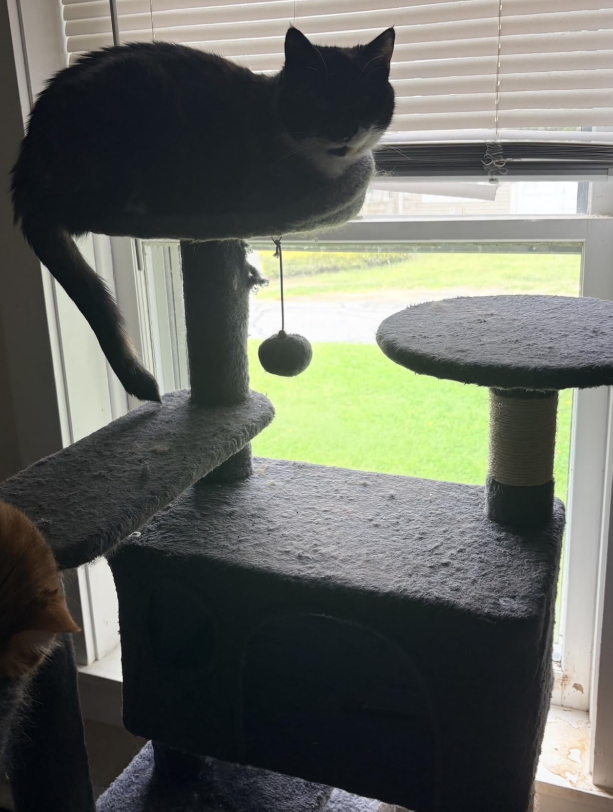 Topeakmart 57 inches Multi-Level Cat Tree Cat Condo with Scratching Posts Kittens Activity Tower Pet Play House Furniture customer photo 2
