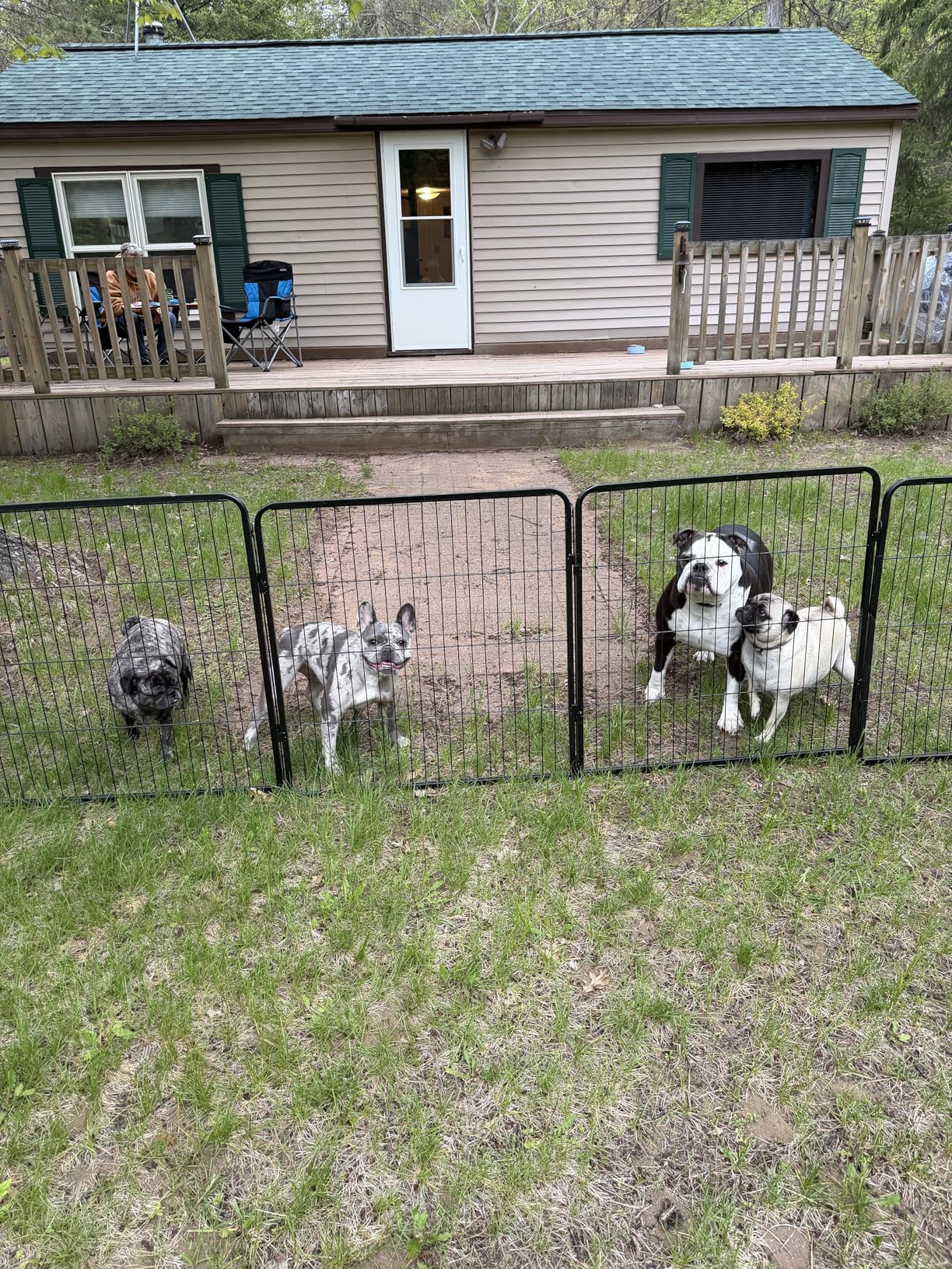 BestPet Dog Playpen 40 Inch, 16 Panels Heavy Duty Metal Pet Exercise Pen, Indoor Outdoor Fence Panels, Rust-Resistant, Removable, Tool-Free Setup, Anti-Skid, Expandable Design customer photo 2