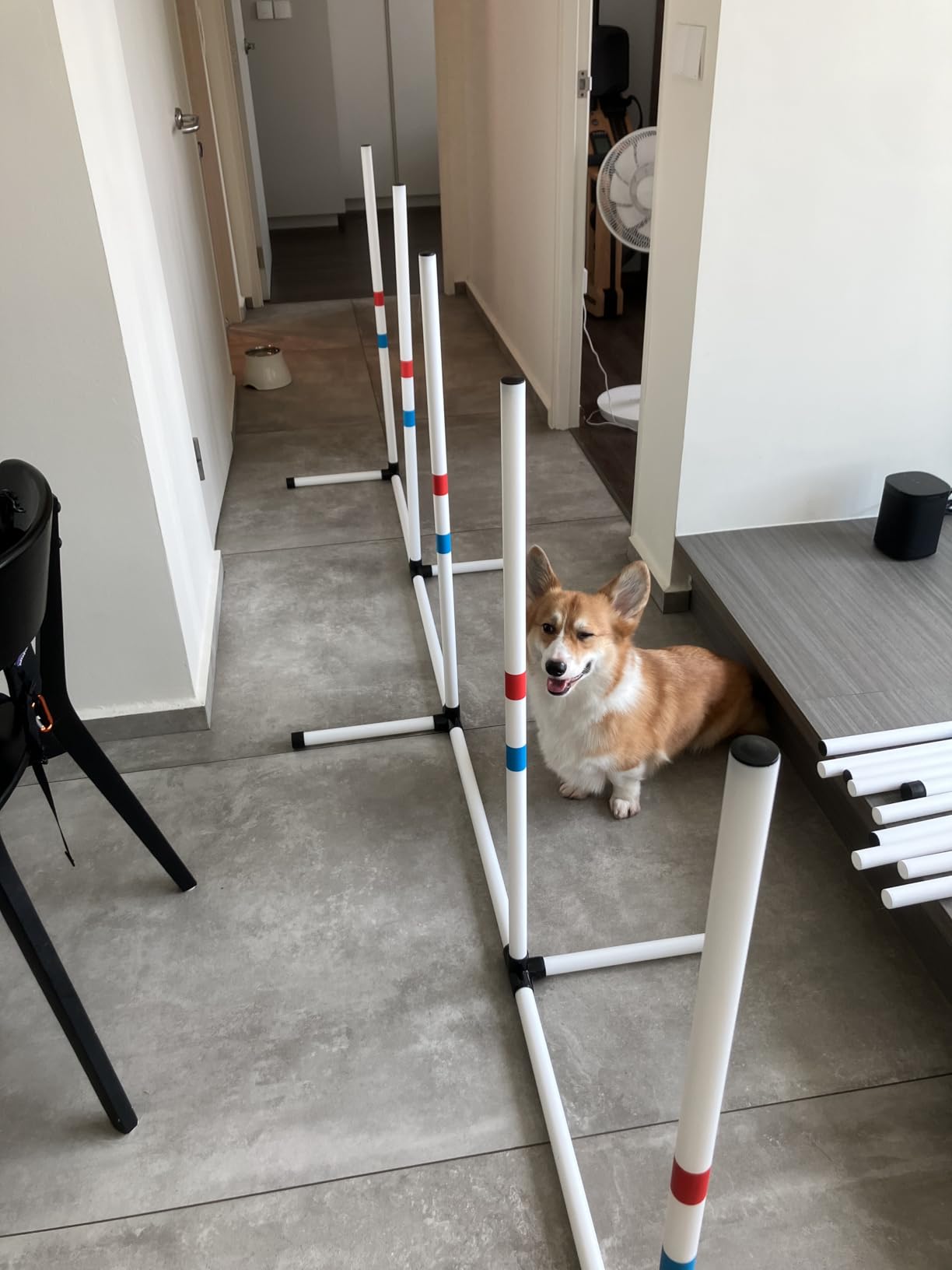Midlee Dog Agility Beginner Set- Hoop Jump, Weave Poles, and Bar Jump customer photo 1
