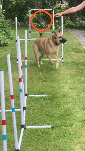 Midlee Dog Agility Beginner Set- Hoop Jump, Weave Poles, and Bar Jump customer photo 2