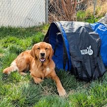 Better Sporting Dogs 10 Foot Dog Agility Tunnel with Sandbags | Dog Agility Equipment | Dog Agility Training customer photo 1