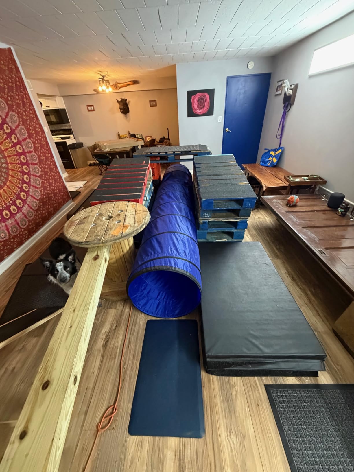 Better Sporting Dogs 10 Foot Dog Agility Tunnel with Sandbags | Dog Agility Equipment | Dog Agility Training customer photo 2