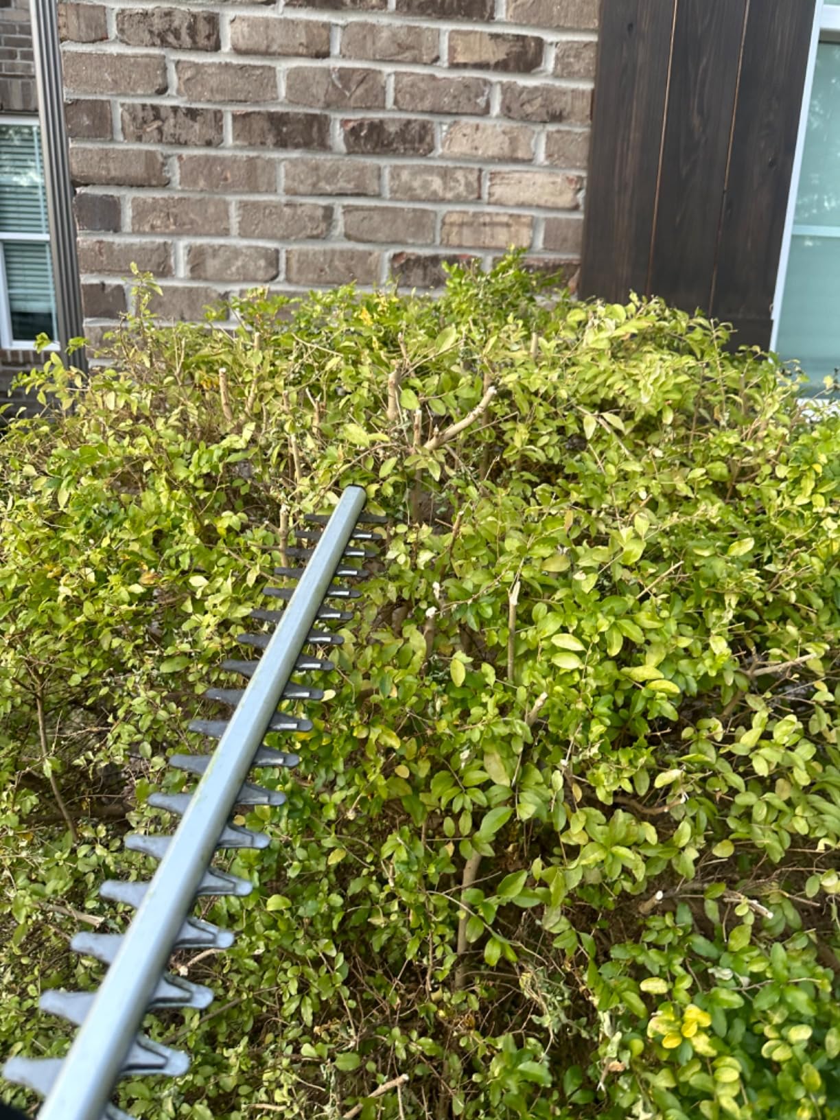 MZK 22'' Cordless Hedge Trimmer, 20V Bush Trimmer, Handheld Hedge Cutter, Grass Shrub Trimmer, Lightweight & Compact Trimmer(Battery & Charger Included) customer photo 2