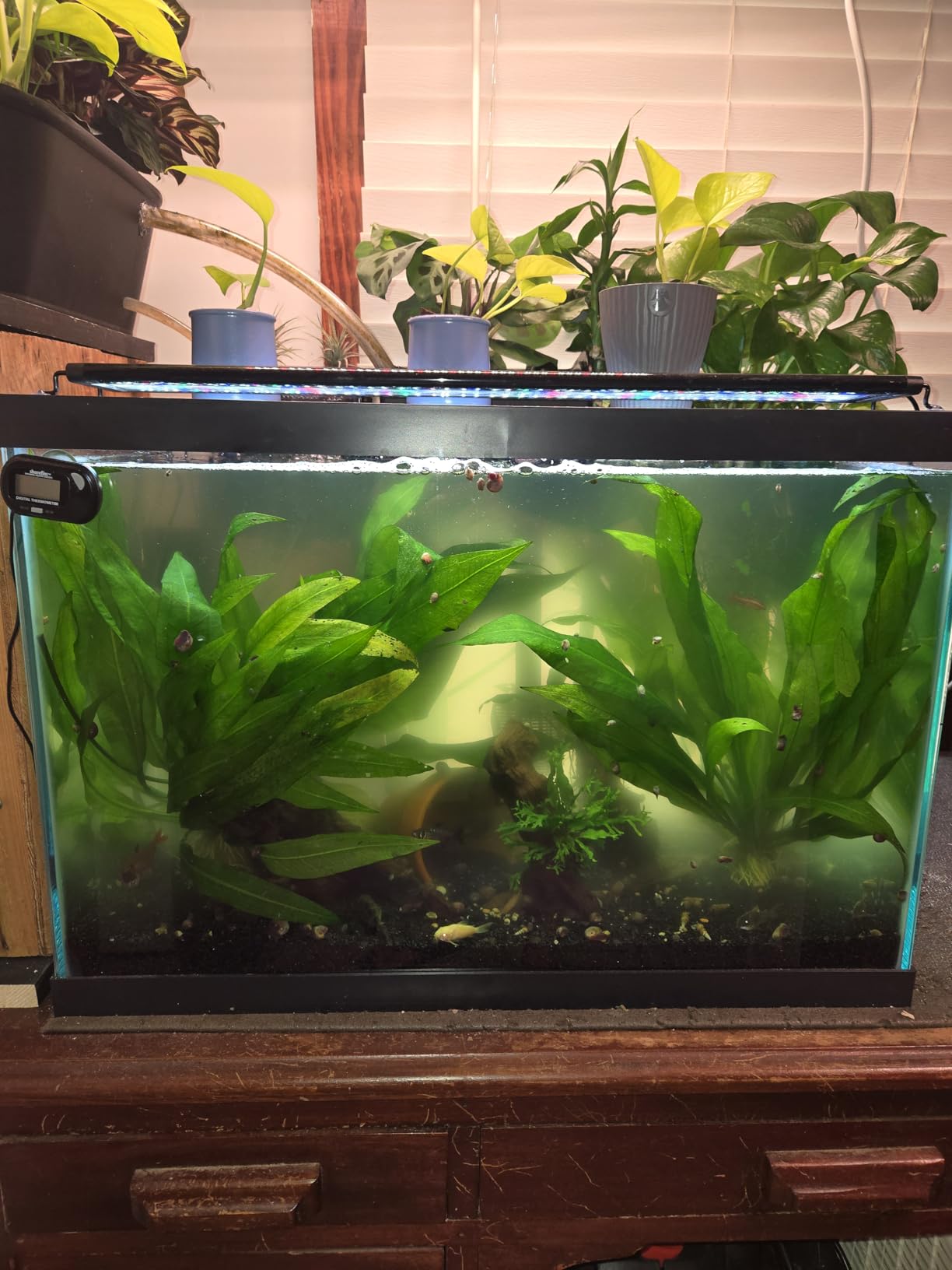AA GKM9W Internal UV for Aquariums up to 50Ga, Black customer photo 1