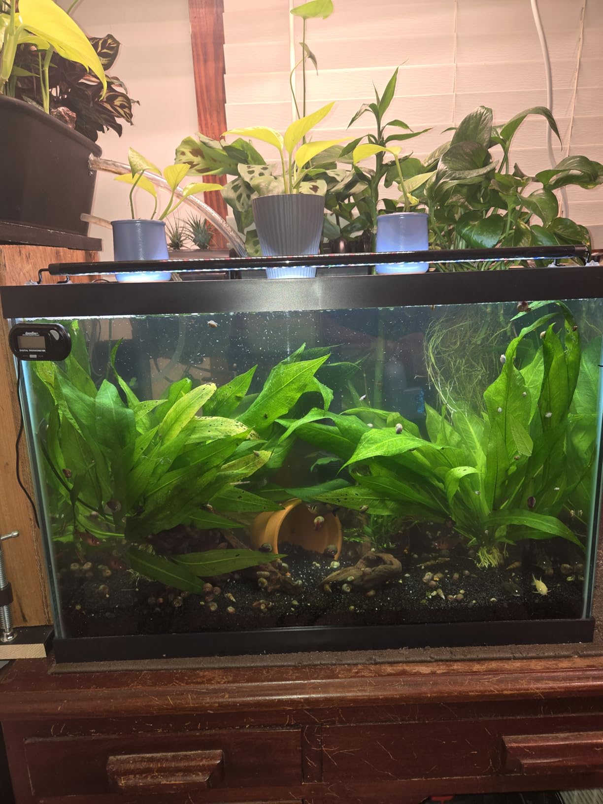 AA GKM9W Internal UV for Aquariums up to 50Ga, Black customer photo 2