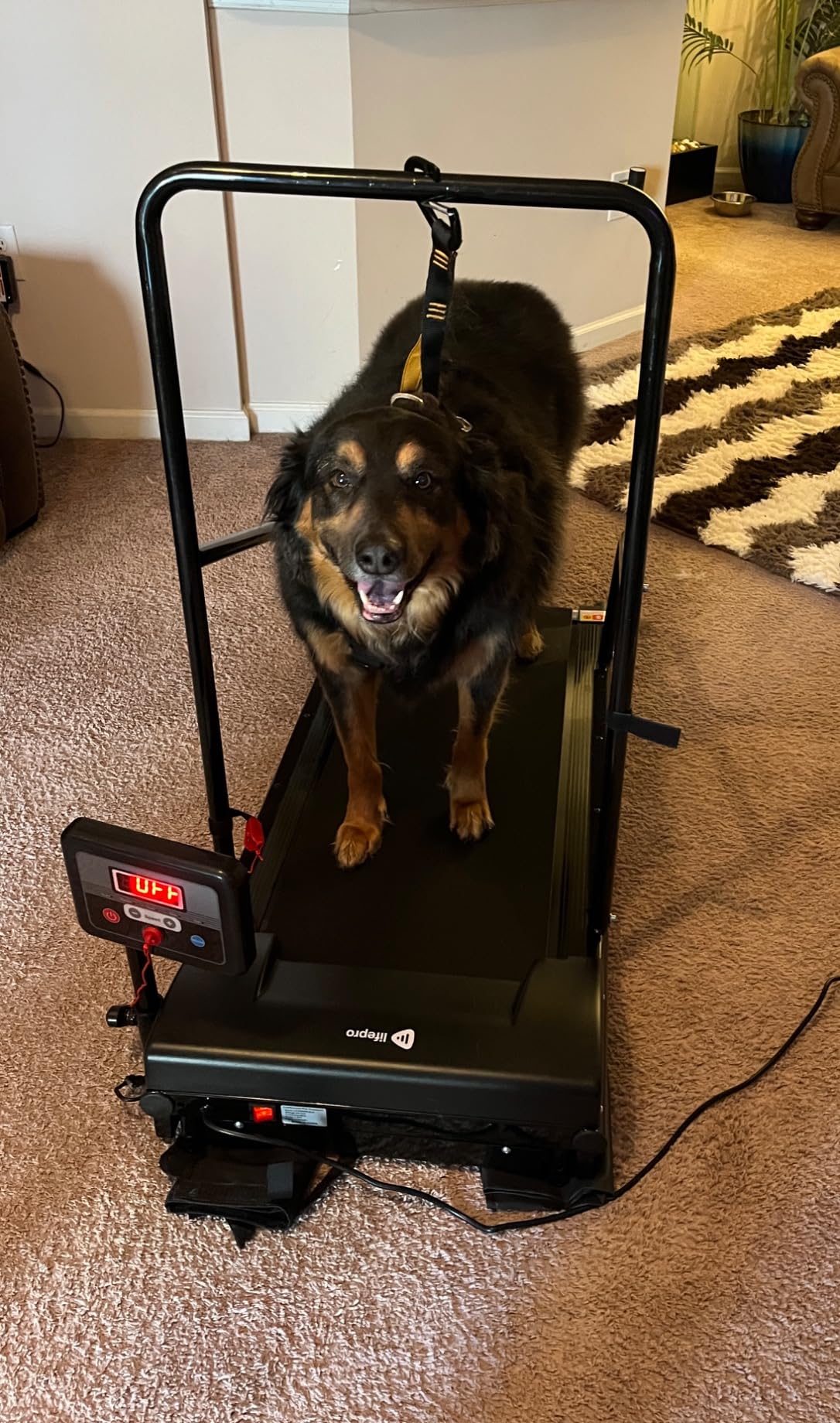 Lifepro PawRunner Dog Treadmill for Small Dogs, Dog Treadmill for Medium Dogs, Pet Treadmill for Dogs up to 130lbs, Dog Pacer Treadmill Indoor Dog Running Machine customer photo 1