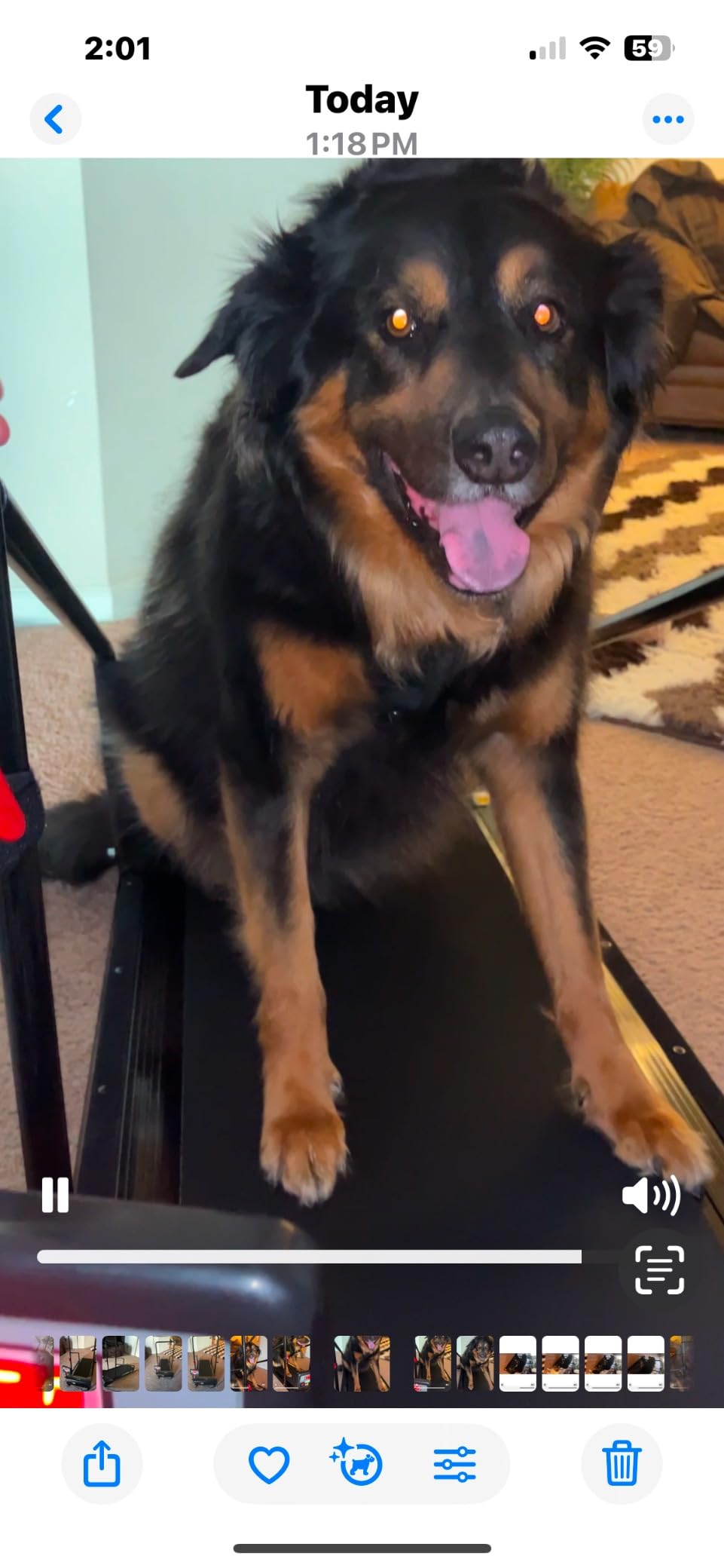 Lifepro PawRunner Dog Treadmill for Small Dogs, Dog Treadmill for Medium Dogs, Pet Treadmill for Dogs up to 130lbs, Dog Pacer Treadmill Indoor Dog Running Machine customer photo 2