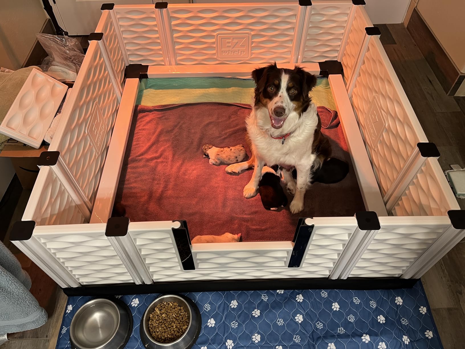 EZwhelp EZclassic Medium Dog Whelping Box with Rails, 38