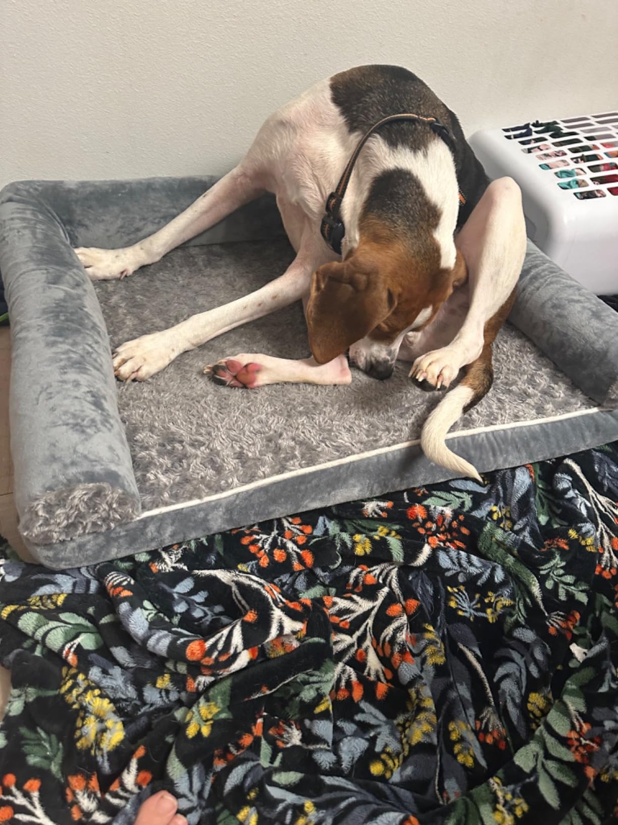 BFPETHOME Orthopedic Washable Dog Beds Large Sized Senior Dog for Comfy Sleeping with Removable Cover, Waterproof Big Soft Pet Couch Bed for Dogs customer photo 2