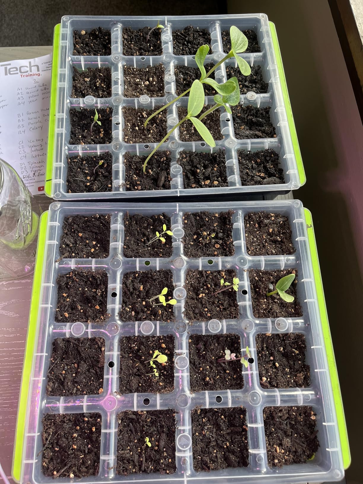 Burpee SuperSeed Seed Starting Tray | 36 Cell Reusable Seed Starter Tray | for Starting Vegetable, Flower & Herb Seeds | Indoor Grow Kit for Plant Seedlings | for Germination Success customer photo 2