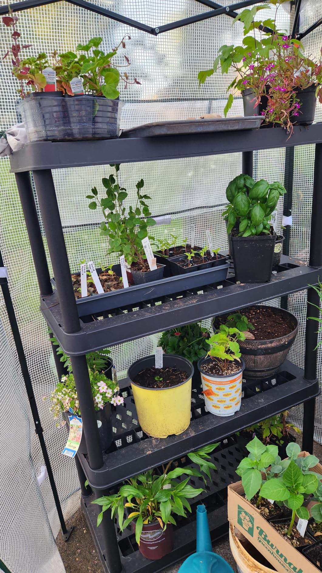 EAGLE PEAK 10x5 Portable Walk in Greenhouse, Pop Up Indoor Outdoor Greenhouse, Green House Kit with Zippered Roll-Up Doors and Windows, Lean-to Design, PE Cover, Clear/Green customer photo 1