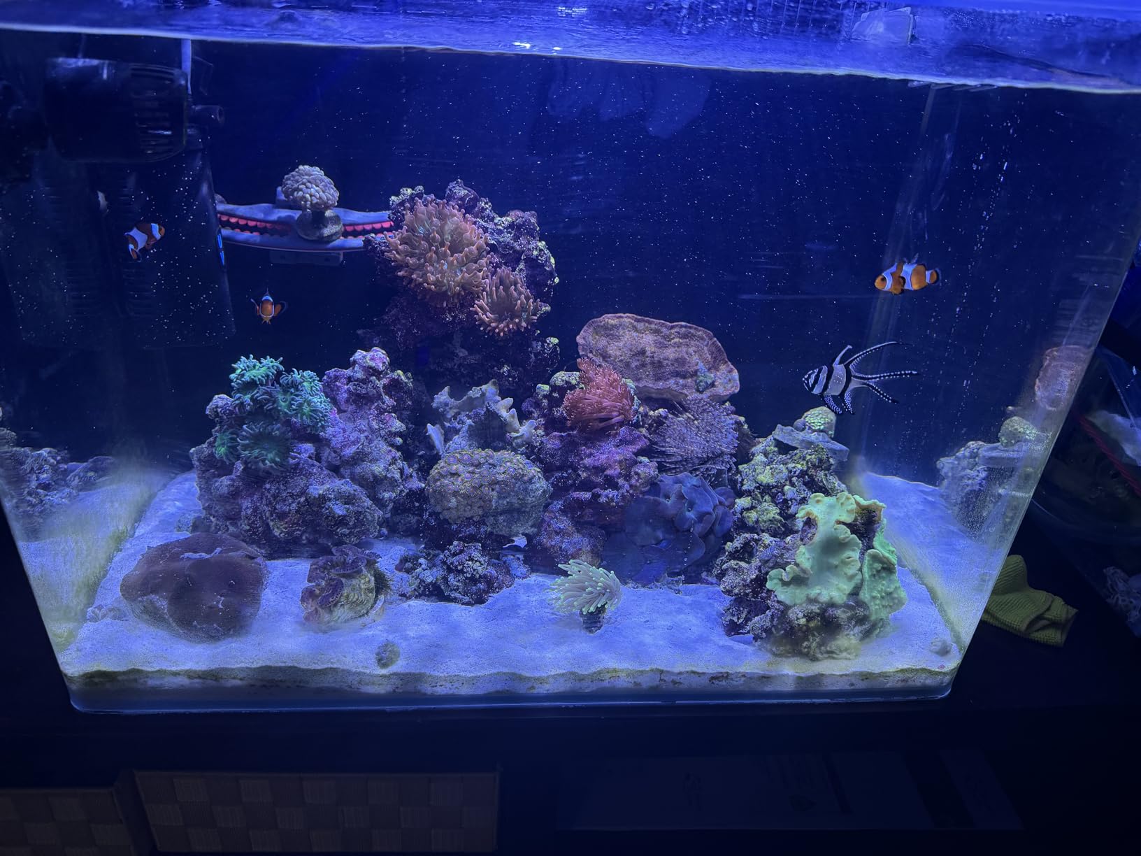 hygger Mini Wave Maker for 15-40 Gallon Aquarium with Magnetic Mount Quiet Powerhead 530 GPH customer photo 1