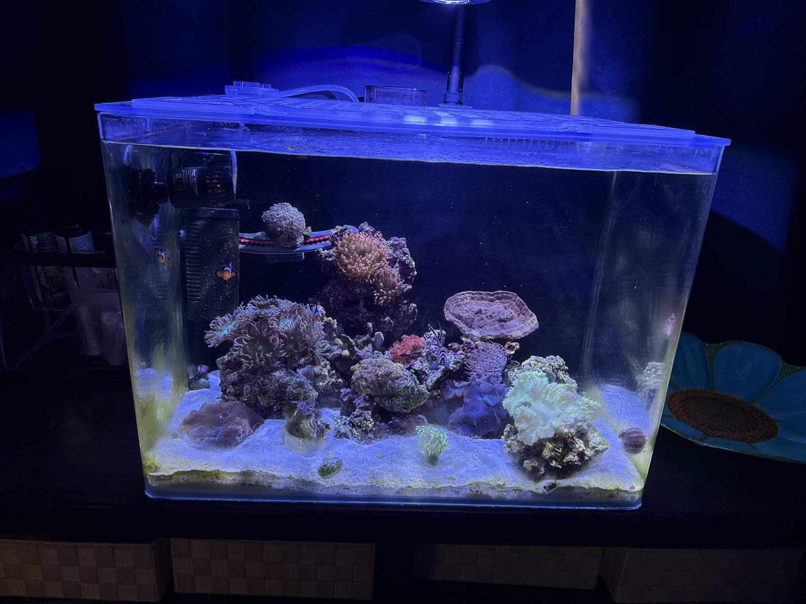 hygger Mini Wave Maker for 15-40 Gallon Aquarium with Magnetic Mount Quiet Powerhead 530 GPH customer photo 2