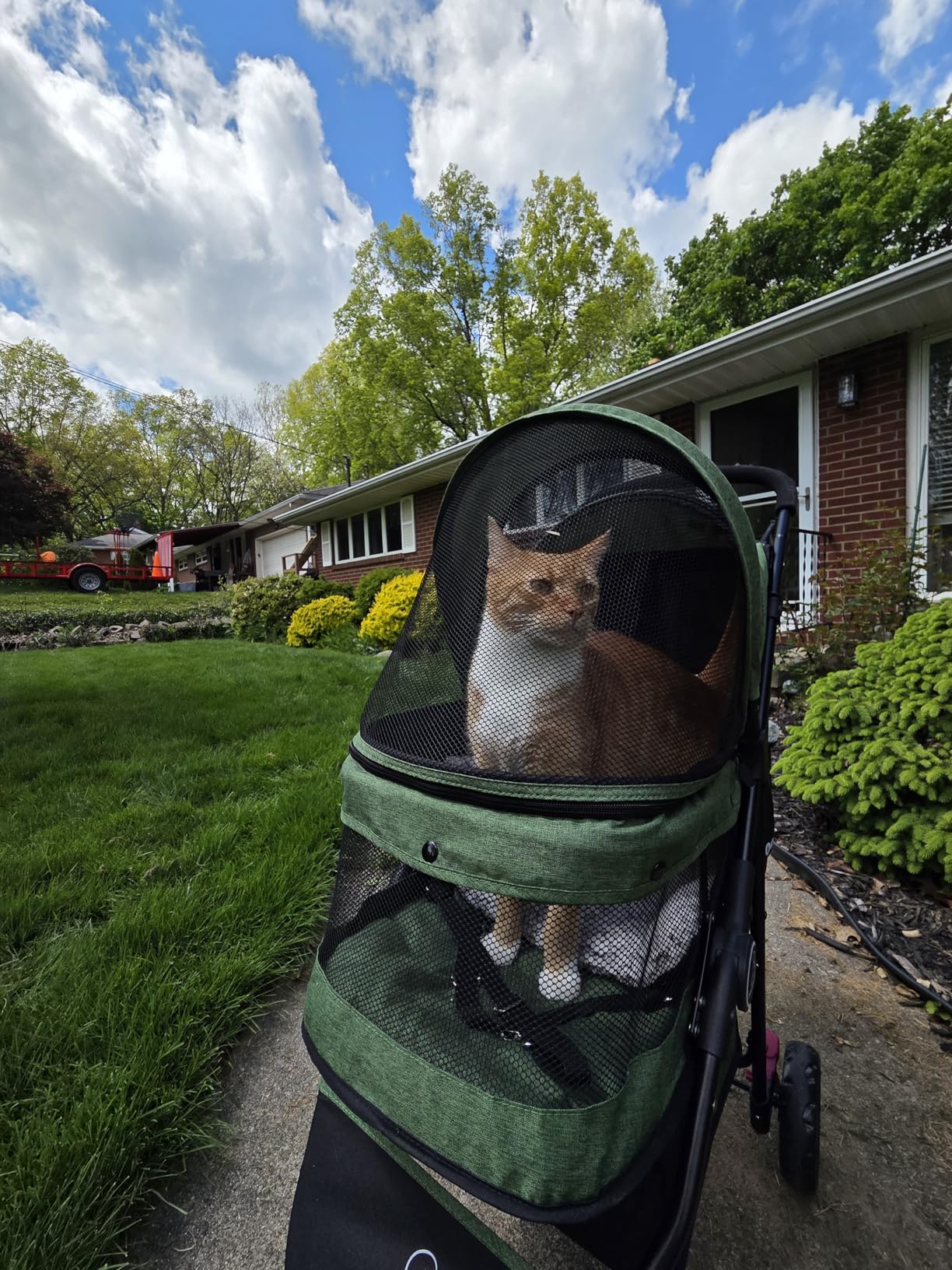 ROODO 3 Wheel Pet Stroller Best Lightweight Foldable Compact Portable Jogger All Terrain Travel Pet Gear Puppy Kitty Stroller for up to 30lbs Medium Small Dogs and Cats (Green) customer photo 1