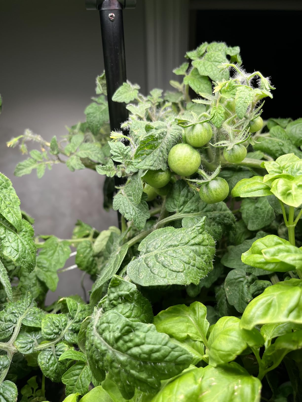 Ahopegarden Indoor Garden Hydroponics Growing System: 10 Pods Plant Germination Kit Herb Vegetable Growth Lamp Countertop with LED Grow Light - Hydrophonic Planter Grower Harvest Lettuce customer photo 2