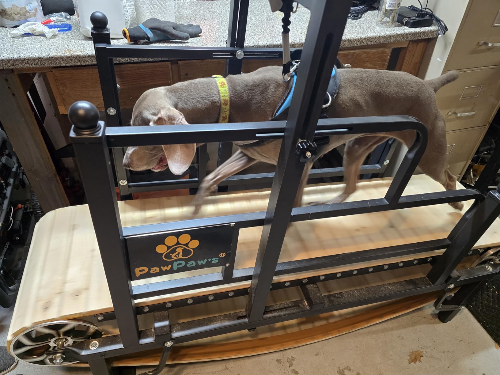 PawPaw's Dog Treadmill for Large Dogs, Medium Dogs with Brake. Dog Slatmill for Healthy and Fit Dog Life, Dog Treadmill for Indoor and Outdoor. Treadmill for Dogs up to 330 lbs customer photo 1