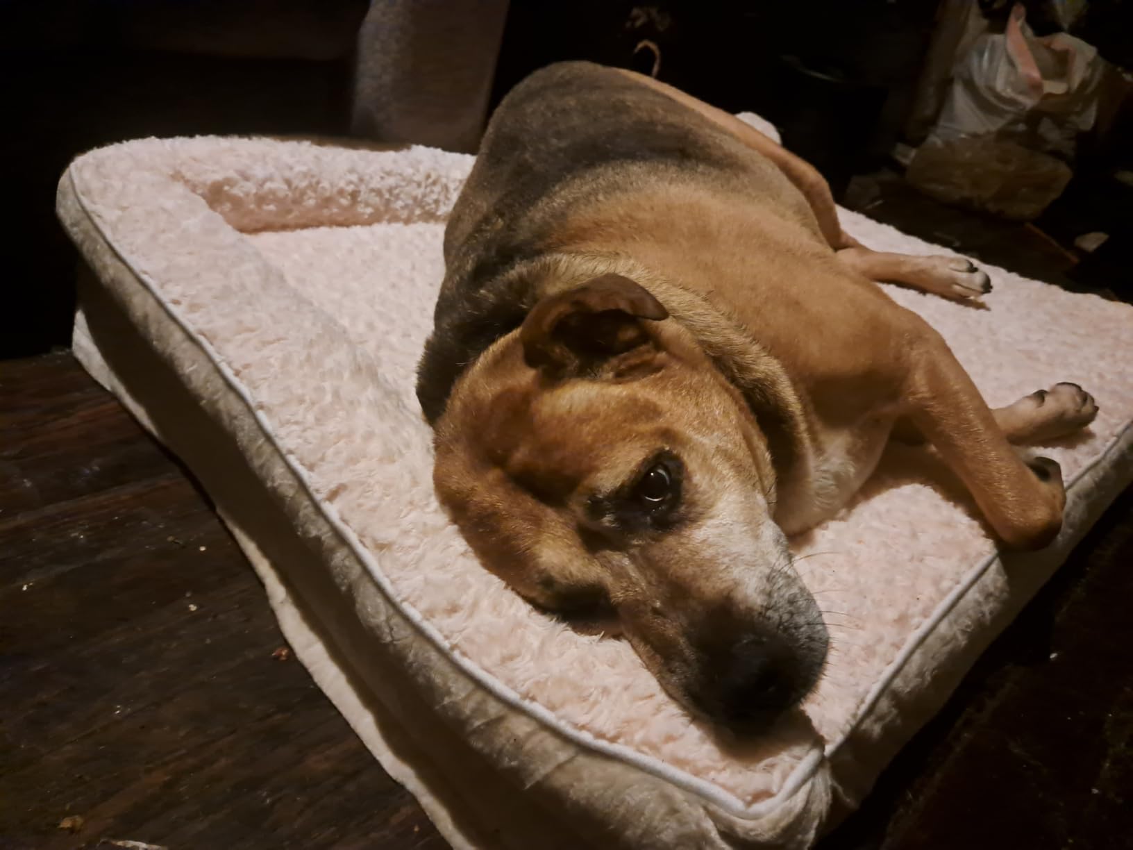 BFPETHOME Orthopedic Dog Beds for Large Dogs - Waterproof Sofa Dog Bed with Removable Washable Cover, Big Pet Bed with Waterproof Lining and Nonskid Bottom customer photo 1