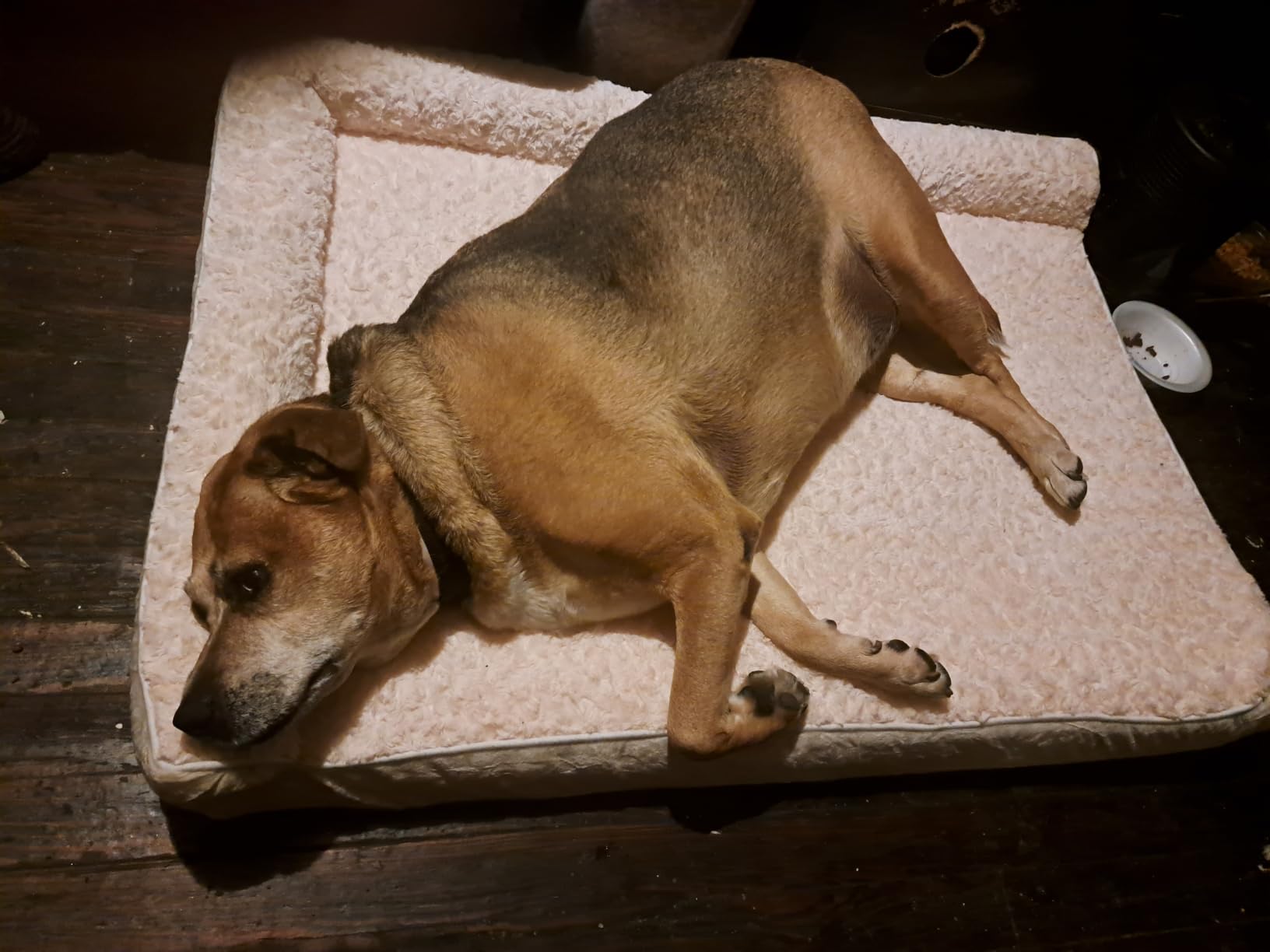 BFPETHOME Orthopedic Dog Beds for Large Dogs - Waterproof Sofa Dog Bed with Removable Washable Cover, Big Pet Bed with Waterproof Lining and Nonskid Bottom customer photo 2