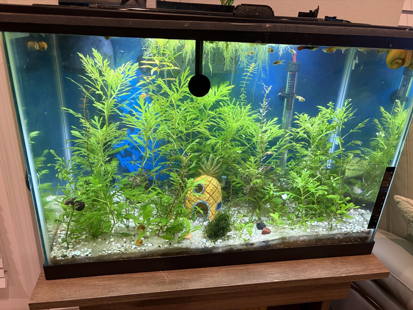 Aquarium Clean Light, 3 W mini &13W Submersible Light with UV Test Card, Aquarium Water Clean Green Clear Waterproof Clean Lamp for Pond, Swimming Pool, Indoor (3W MINI) customer photo 1