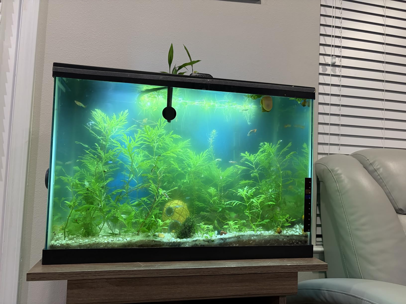 Aquarium Clean Light, 3 W mini &13W Submersible Light with UV Test Card, Aquarium Water Clean Green Clear Waterproof Clean Lamp for Pond, Swimming Pool, Indoor (3W MINI) customer photo 2