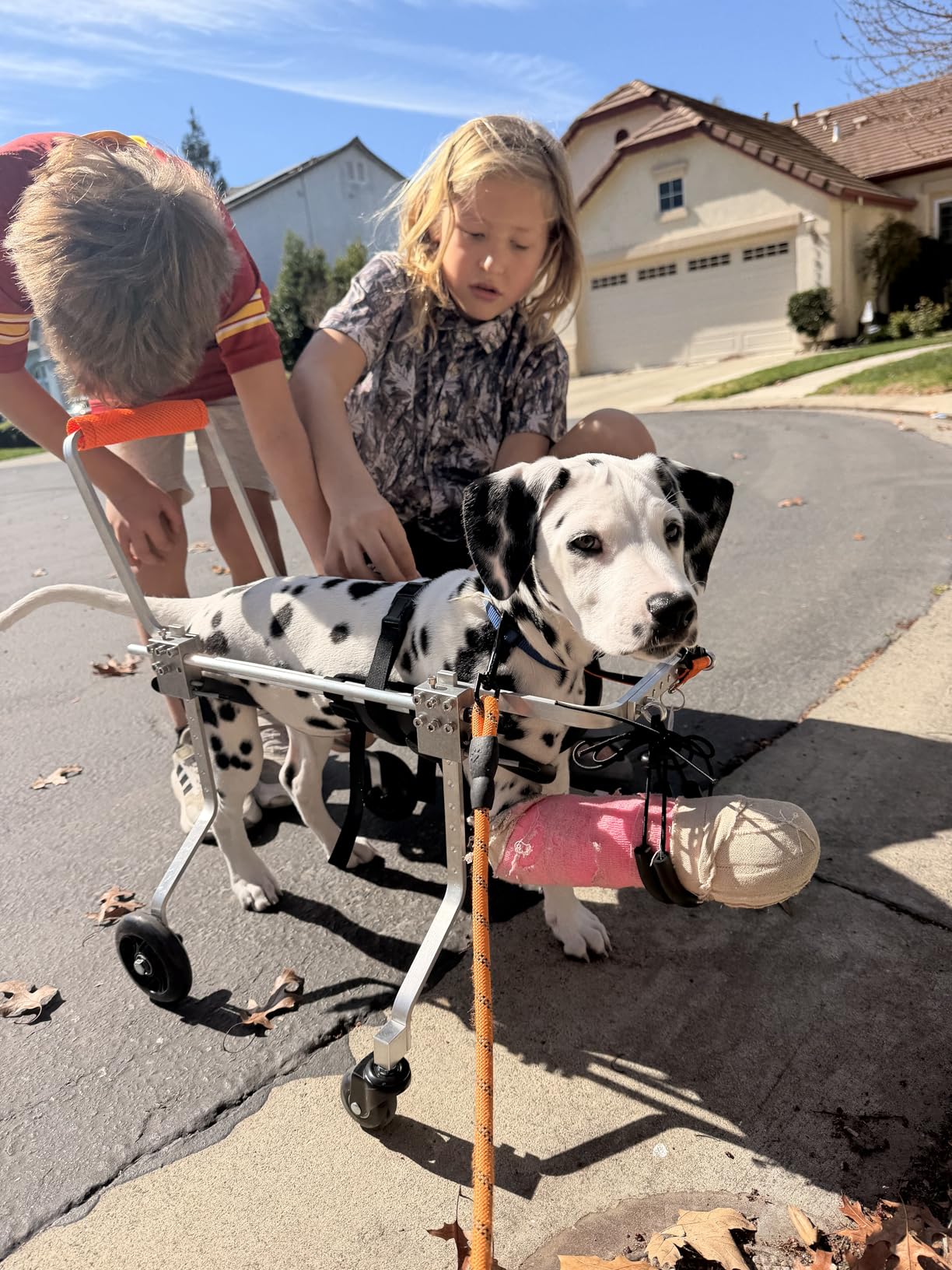 Dog Wheel Chair, Adjustable 4 Wheel Pet Wheelchair with Handle for Small and Medium Sized Cats/Dogs, Dog Wheelchair Cart for Front Leg Arthritis, Weak Limbs (XXXS) customer photo 1