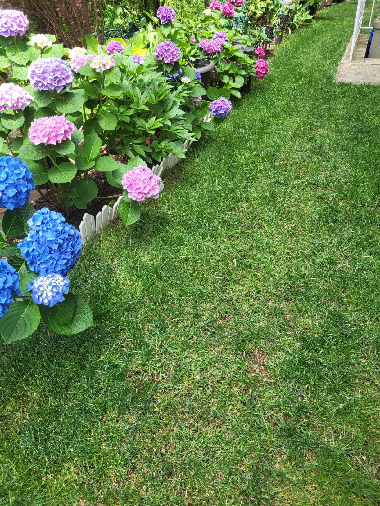 Colwelt Lawn Aerator Tool 38inch, Heavy Duty Grass Spike Aerator for Compacted Soil Aeration, Manual Lawn Air Aerators Tool with Wide Foot Plate, Rugged Steel Spikes 3.5'' in Length, 2/5'' in Dia. customer photo 1